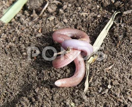The blind shingles is a species of scaly reptile of the family Amphisbaenidae Stock Photos