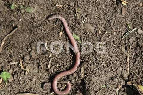 The blind shingles is a species of scaly reptile of the family Amphisbaenidae Stock Photos