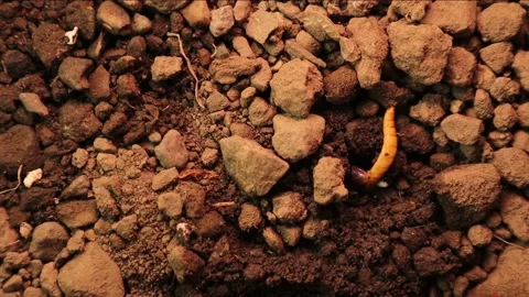 Blind snake eats mealworm. worm snake, Lizard. Exotic reptile, Snake, mealworms Stock Footage 224642268