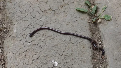 Blind Snake 库存影片 333916245