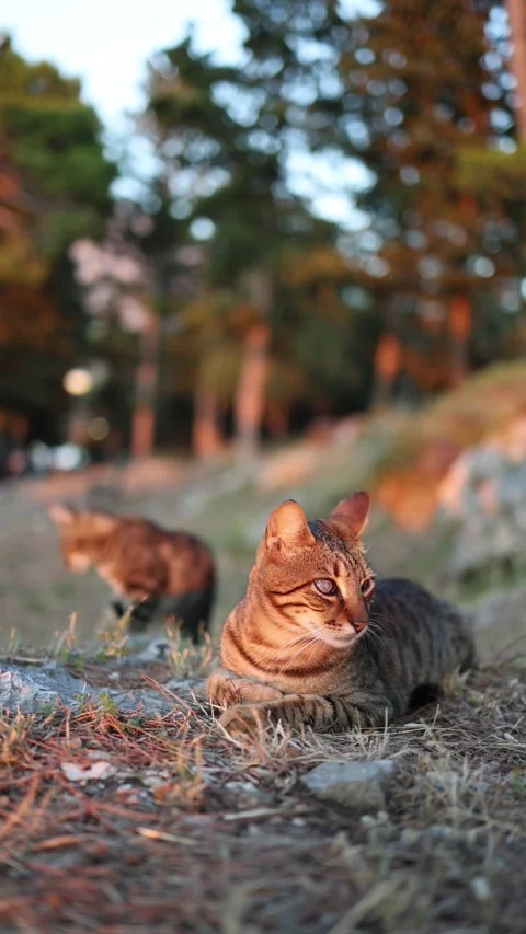 Blind stray cat resting peacefully during warm evening light Stock Footage 341319373