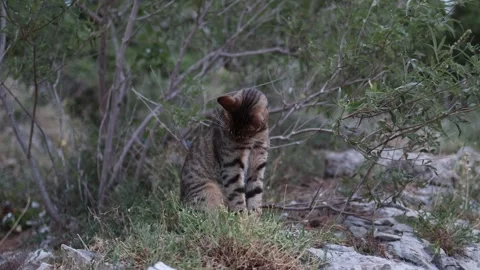 Blind stray tabby cat sits quietly alone among wild bushes and rocks Stock Footage 341556514