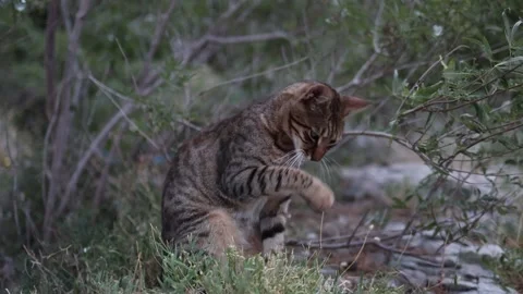 Blind stray tabby cat sits alone among wild grass while licking its nose Stock Footage 341556607