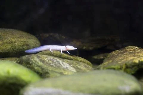Blind Texas Salamander Stock Photos