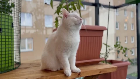 Blind White Cat Without Eyes Sitting and Posing Cutely on the Balcony Stock Footage 308750903