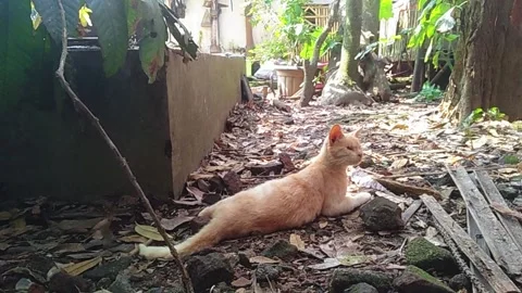 The Blind Wild Cat Stock Footage 286988268