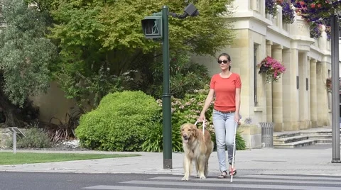 Blind woman crossing the street with help of guide dog Stock Footage