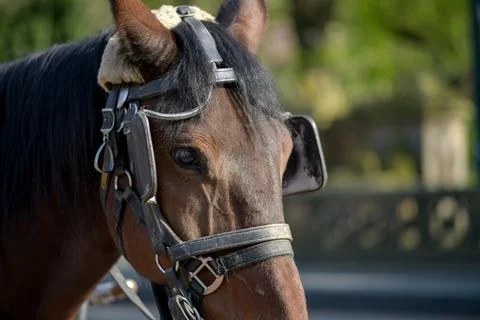 Blinders On Stock Photos