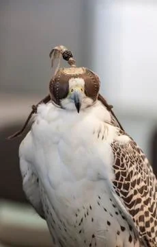 Blindfolded falcon 写真素材