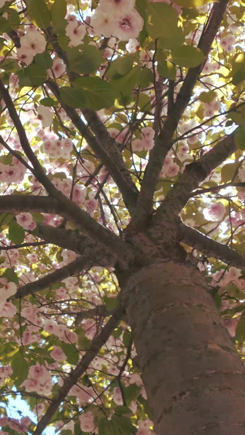 Blinding sun glare from god rays piercing through blooming white-pink cherry Stock Footage 338134250