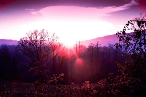 Blinding sunset in the wild vegetation. Stock Photos