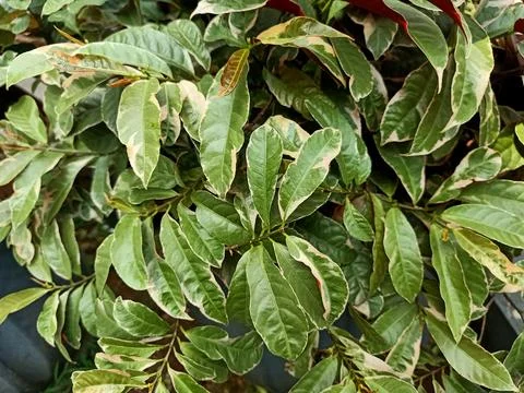 Blindness Tree Plant Stock Photos
