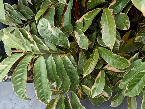 Blindness Tree Plant Stock Photos