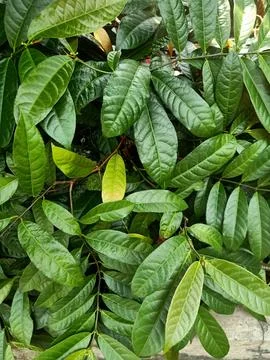 Blindness Tree Plant Stock-Fotos