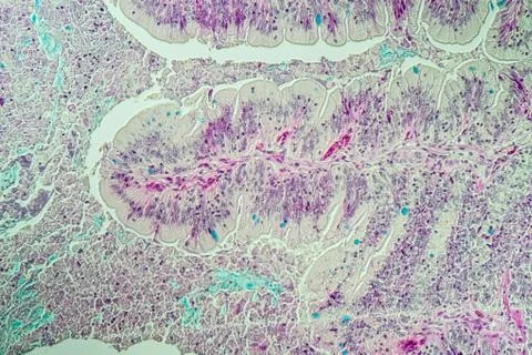 Blindschleiche Stock Photos