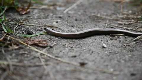 Blindworm (Anguis fragilis) on a path, HD Stock Footage 145761667
