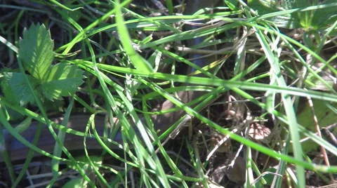 Blindworm close up in the grass Stock Footage 68634932