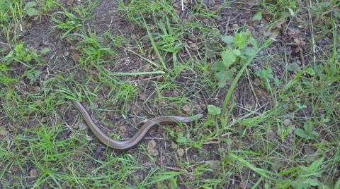 Blindworm creeping in the grass 스톡 동영상 68635076
