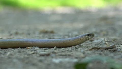 A blindworm on a hiking path in the forest Stock Footage 129965725
