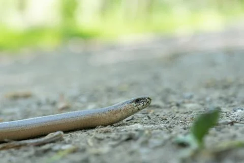 A blindworm on a hiking path in the forest Stock Photos