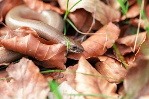Blindworm - Leaves Stock Photos