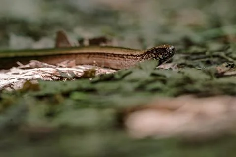 Blindworm om ground Stock Photos