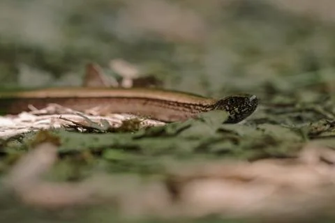 Blindworm om ground Stock Photos