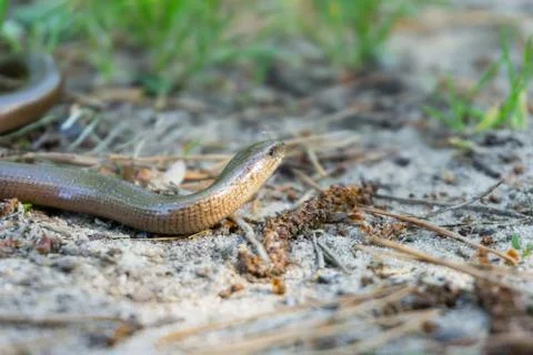 Blindworm Stock Photos