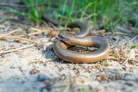 Blindworm Stock Photos