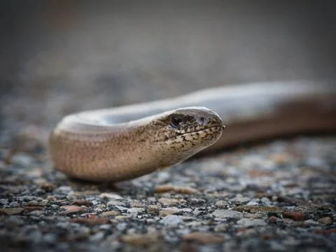 Blindworm Stock Photos