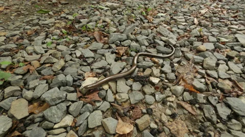 Blindworm on a road Video stock 140217739