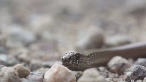 Blindworm in sweden Stock Footage 79559785