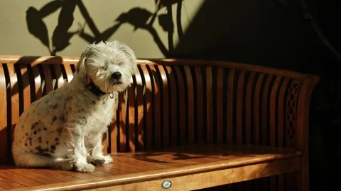 Blinking dog next to plant shadows slow motion dolly 4K Stock Footage 242132670