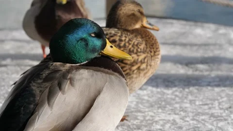 Blinking Ducks Dappled in Afternoon Light on Frozen Icy Snow Vídeo Stock 149220164