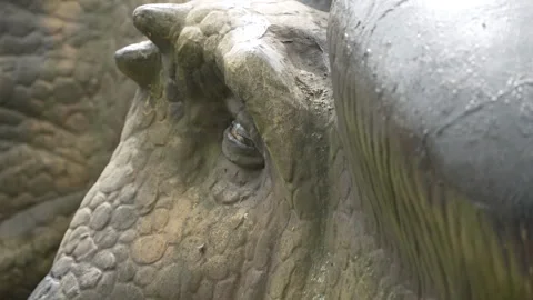 Blinking eye of large doll of unrecognizable animal. Stock Footage 310009578