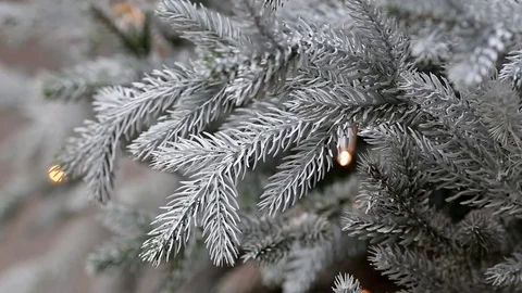Blinking Garlands on Christmas Tree  Stock Footage 75042216