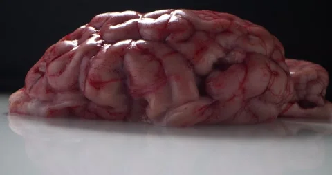 Blinking light. detailed extreme close-up of raw beef brain on black background Video stock 155397436