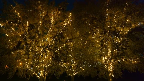 Blinking Lights on Trees at Night Stockbeeldmateriaal 116414483