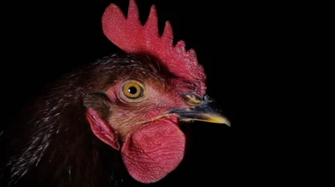 Blinking Rooster Stock Footage 68486805