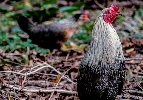 Blinking Rooster Staring at Photographer amidst fallen branches Stock Photos
