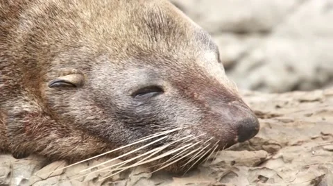 Blinking seal Stock Footage 44651527