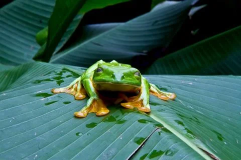 Blinking tree frog Stock Photos