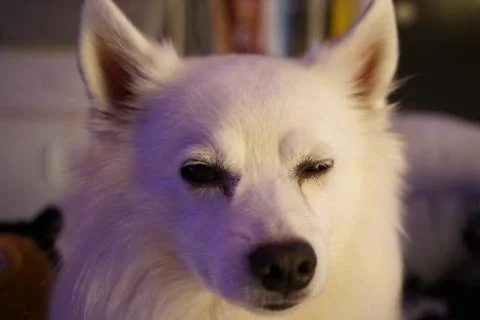 Blinking white dog Foto stock