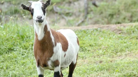 Blinking wild goat in a garden Vídeo Stock 66775689