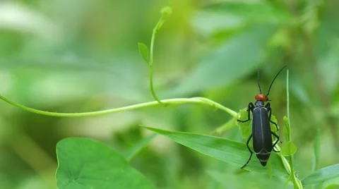Blister beetle is climbing Stock Footage 50236219