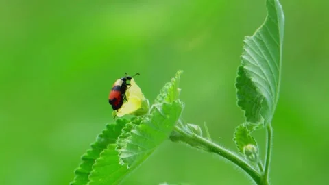 Blister beetle feeding on flower Stock Footage 322723340