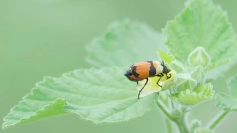 Blister beetle feeding on flower Stock Footage 322723686