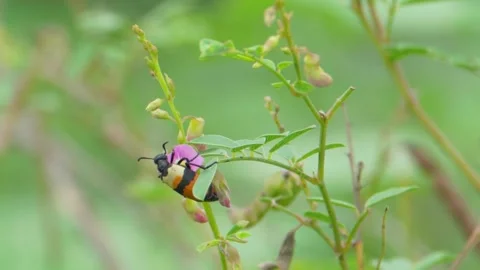 Blister beetle feeding on flower Stock Footage 322723851