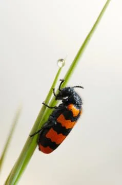 Blister beetle on a flower Stock Photos
