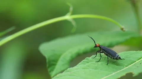 Blister beetle on green leaf Stock Footage 50236220
